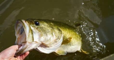 do largemouth bass taste good.